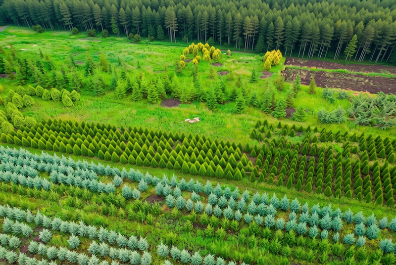 Florestas digitais e agricultura de precisão, em um só lugar!