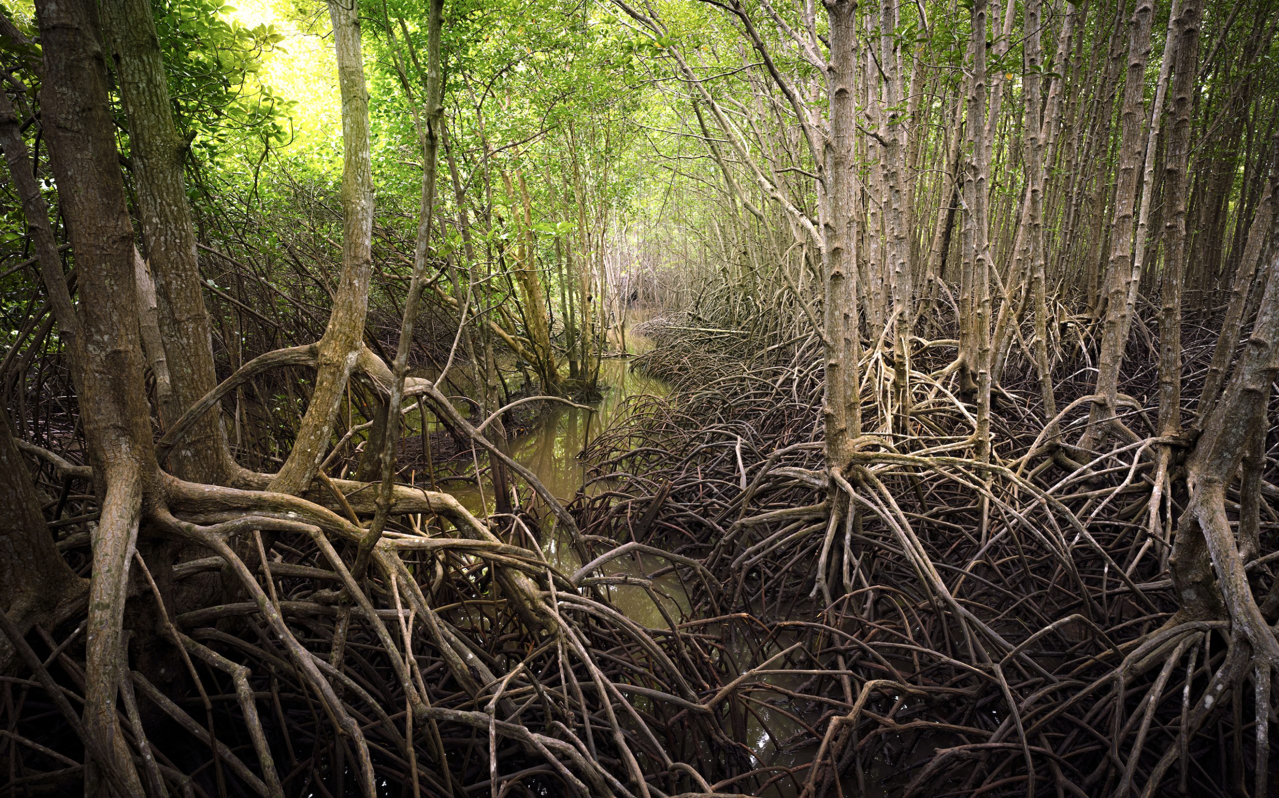MVI: detecção precisa, mapeamento tático e supervisão contínua de manguezais